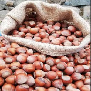  Vente De Noisette Min.20 Tonnes - fruits secs et graines grillées bonne journee a tous.j ai des proche dans ces affaires entreprise de recoltage de noisette en turquie.--nous sommes pret a envoyer nos stock en france.--je suıs sur parİs.--komisyon 7 %----