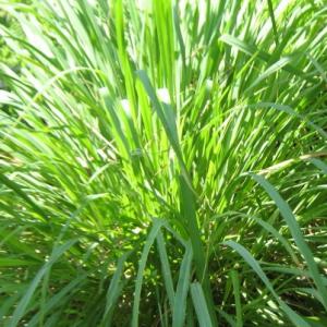  Huile Essentielle De Citronnelle - huiles --nom botanique - cymbopogon winterianus --partie de la plante utilis&eacute;e - partie a&eacute;rienne--origine - b&eacute;nin--ch&eacute;motype & chromatographie type d'un de nos lots - citronnelllal (41, 89%),  g&eacute;raniol (19, 81%),  citronnellol (10, 36%),  limon&egrave;ne (3, 79%),  ac&eacute;tate