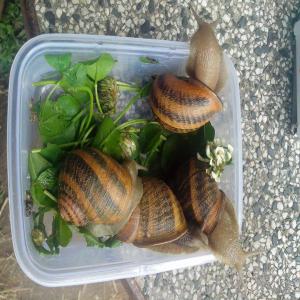  Helix Aspersa Maxima Sale - crustacean shell dear all,  --we are looking for eu buyers of clean,  dry and hybernated helix aspersa maxima snails. yield of season 2019 is 5000kg.--quality is perfect. average weight of the hybernated snails is 20g.--if you are interested do not hesitate to get in touch with me.--