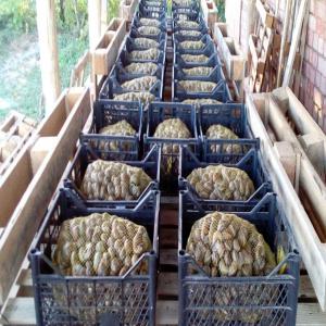  Helix Aspersa Maxima, Aspersa Muller, Escargot - live animals for sale---helix aspersa máxima 3€/kg--helix aspersa muller 4€/kg--minimum order-520 kg (which is one pallet,  weights 540 kg total)--available 60 tons of helix aspersa máxima and 40 tons of helix aspersa muller--certificates available- production,  product,  analysis,  origen,  eur,  and veterinary certi