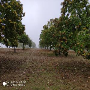  Chataigne Bio, Portugaise - fruits secs et graines grillées châtaigne biologique avec certificat.----châtaigne de qualité  boaventura  et  cota  le gross. et aussi de  judia ,  bien comme  longal .--de portugal (bragança).----- transport pour le client--- chargement dans notre entrepôt--- sac's de 35kg--- 20.000 kg----pour plus