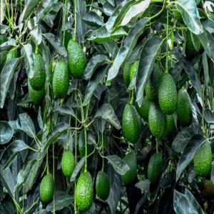  Hass Avocat - fruits et légumes bonjour,  bonjour,  la raison pour laquelle nous vous contactons est de vous proposer notre produit (avocat),  produit directement de nos vergers au mexique,  nous pourrions fournir des quantités de 10,  20,  50 tonnes de ce produit délicieux,  car c'est l'avocat ,  si vous le souhaitez,  vous 