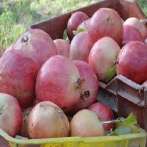  Dattes Grenades - fruits et légumes nous cherchons des clients pour une collaboration durable,  nous produits disponible maintenant , less dattes et grenades de bonne qualit&eacute; et bon prix,  notre procedure de vente exige la presence sur place de notre client avant le stockage et le chargement,  pour &eacute;vit&eacute; tous probl&eg