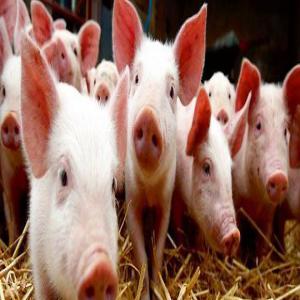  Recherche Expert Dans L'élevage De Porcs - animaux vivants bonjour &agrave; tous, ----nous sommes une jeune soci&eacute;t&eacute; d&eacute;sirant nous lancer dans l'&eacute;levage de porcs en c&ocirc;te d'ivoire. nous souhaitons entrer en contact avec un expert dans le domaine afin de travailler &agrave; nos c&ocirc;t&eacute;s.--nous voulons un expert sur le