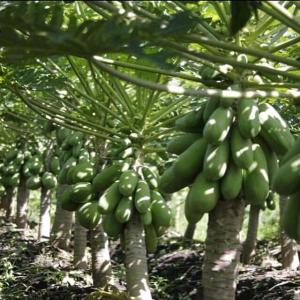  Partenariat Pour Écouler Des Papayes Nain Ip Cali - fruits et légumes jeune dame dans évoluant dans le domaine de l'agriculture précisément produisant des papayes nain ip calina très bonne variété et très délicieuse sur une superficie de 1hectare recherche des partenaires pour exporter sa production