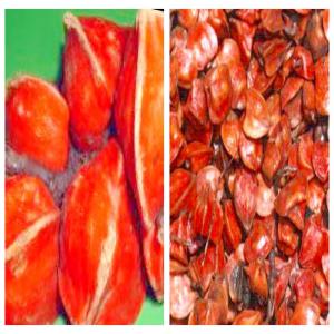  Édulcorant De Katemfe Thaumatococcus Danielli - fruits et légumes nous recherchons d'&eacute;ventuels acheteurs d'arille d&eacute;cortiqu&eacute; de fruits m&ucirc;rs de thaumatococcus danielli bio. notre produit de tr&egrave;s bonne qualit&eacute; est bien conserv&eacute;. nous somme capables de fournir une quantit&eacute; importante en fonction de la demande. (.