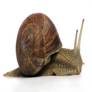  Producteur D'escargots Pologne - coquillage crustacé bonjour,  nous sommes une societe d'elevage d'escargots de pologne. nous avons des escargots de race helix aspersa (petit-gris) et aspersa maxima (gros-gris) a vendre. nous sommes aussi importeur de chaque autre espece d'escargots sur demande du client grace a nos partenaires bases en pologne et repu