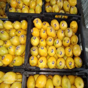  Je Représentant De Entreprise - fruits et légumes bonjour,  je suis un représentant de certaines entreprises du maroc et de l'egypte de (fruits légumes). je travaille pour de grandes quantités et de haute qualité. si vous etes intéressé par des fruits et légumes oranges (orange of juice),  vous pouvez 