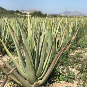  Aloe Vera Eco - matiere vegetale nous sommes des producteurs d’aloe vera barbarensis biologique de haute qualité,  produits sur les rives de la méditerranée à alicante,  en espagne. un produit de qualité pour l'industrie alimentaire et cosmétique.