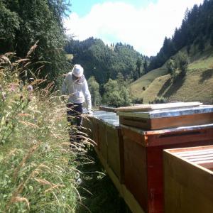  Raw Pollen - sweet we are a family of beekeepers from the northern part of transylvania - maramures county,  we are specialised in collecting raw bee pollen from our beehives.--the area our apiaries are located is over 50 km from big cereal cultures. --