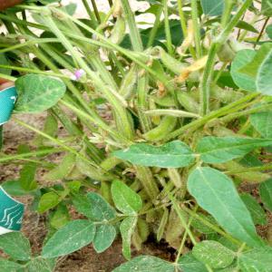  [soja Noix De Cajou Miel] Au Nord Du Bénin - fruits secs et graines grillées propriétaire d'un grand domaine au nord du bénin,  nous produisons du soja et de noix de cajou. nous disposons aussi d'une vingtaine de ruche qui nous permet de récolter du miel de très bonne qualité. nous somme à la recherche de client et/ou partenaire fiabl