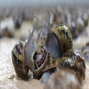  Helix Aspersa Muller - animaux vivants bonjour,  nous sommes une ferme helix aspersa muller,  nous pouvons fournir n'importe quelle quantité d'escargot que nous avons élevée. nous apprécions la satisfaction de nos clients et nous savons à quel point la qualité est importante. contactez-nous et disc