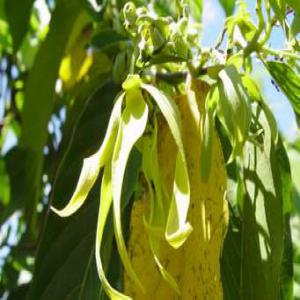  Huile D'ylang De Nosy Be - huiles nous cherchons des clients pour d&eacute;boucher notre produits huile d'ylang ylang bio.--en trois  qualit&eacute;   1&egrave;re; 2eme et 3&egrave;me qualit&eacute;s.