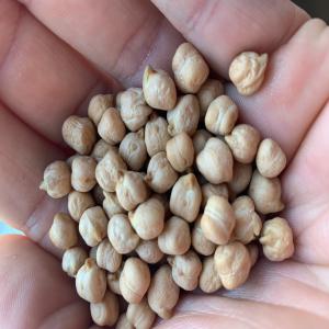  Pois Chiche Français, Type Kabuli Récolte 2019 - fruits et légumes exploitation agricole vend 70 tonnes de pois chiche fran&ccedil;ais r&eacute;colte 2019 type kabuli vari&eacute;t&eacute; twist dans le sud-ouest de la france. pois chiche de tr&egrave;s haute qualit&eacute;- sem&eacute; avec des semences certifi&eacute;es,  cultiv&eacute;,  r&eacute;colt&eacute; et t