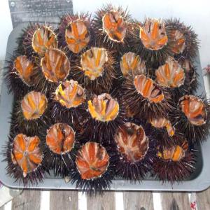 Oursin frais  ou corail qualité supérieure  - coquillage crustacé oursin de tunisie qualité supérieur environnement naturel--bonjour,  je dispose régulièrement d'une quantité intéressante d'oursin de qualité supérieur que je livre vivant ,  je cherche des restaurateurs , ou des grossistes intéresser par m