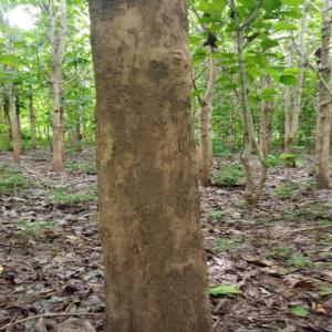  10 Hectares De Bois Teck (20 Ans) - bois charbon fibre nous disposons de 10 hectares de bois teck à 35 km de tanda à l'est de la ci. --âgée de 20 ans,   les papiers d'exploitation  à jours.--4.000.000/ 1 hectare --