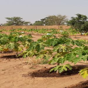  Papayes Bios En Fructification - fruits et légumes je cherche un client sérieux pour une fourniture régulière de papayes bios à partir du mois de février 2020.