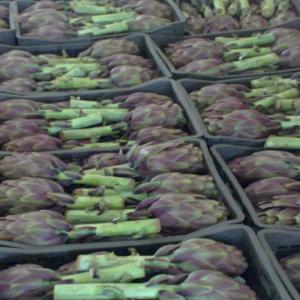  Artichauts Vendre D'origine Egyptienne - fruits et légumes notre soci&eacute;t&eacute; est situ&eacute;e en egypte. nous pouvons fournir des artichauts de haute qualit&eacute;. frais,  iqf congel&eacute; ou marin&eacute; .--des artichauts frais jusqu'&agrave; 3 millions de pi&egrave;ces par an.--iqf artichauts (bottoms) jusqu'&agrave; 1000 tonnes par an.--iq