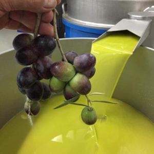  Huile D'olive Extra Vierge Bio - huiles huile d'olive extra vierge bio----quantité - 20 tonnes minimum.----conditionnement- bouteille en verre (0.75 litre,  1 litre, …)----prix - 5€/ litre----port de départ- port de la goulette,  tunisie.----