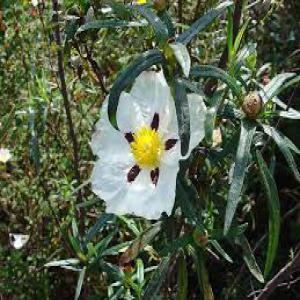  Huiles Végétales Et Huiles Essentielles Maroc - matières grasses nous vous proposons nos huiles vegetales,  et huiles essentielles----*huile vegetale damande douce--*huile vegetale damande amere --*huile vegetale de nigelle       *huile vegetale de lin--*huile vegetale de cacahuetes--*huile vegetale de sesame-- *huile vegetale de noyaux dabricots.                 