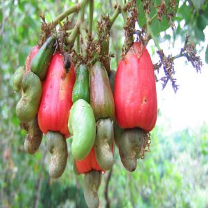  Noix De Cajou Disponible En Plusieurs Tonnes - fruits secs et graines grillées bonjour.--   nous souhaitons collaborer avec toutes personnes ou toutes entreprises exportant ou exploitant les noix de cajou. en effet nous disposons d'environ 20t de ce produit en premier choix. -- pour toute information prière nous contacter via mail pour une franche collaboration. cordial