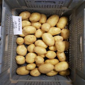  Vente De Pomme De Terre Potato Potatoes - fruits et légumes bonjour,  je dispose de plusieurs lot de pomme de terre,  de différentes variétés ---hello,  i have many differents potatoes to sell -  ----- agata - artemis - bintje - caesar - challenger - fontane - franceline - manitou - mozart - monalisa - orchestra - sevim - harry ----suivant 