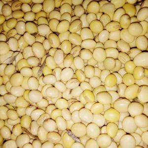  Achats Et Ventes De Soja, Karité, Acajou Etc - céréales on aura besoin des partenaires,  investisseur,  fournisseurs dans les pays externe comme la france,  la belgique,  l alg&eacute;rie,  ainsi que les volontaires s&eacute;rieux  des autres pays qui sont int&eacute;ress&eacute;e,   je vous garantie que &ccedil;a promet,  vous ne regretterez pas votre prise de