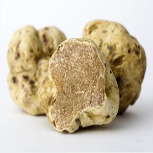  Truffe Blanche Alba, Tuber Magnatum - champignon levure bonjour,  --nous pouvons vous fournir quotidiennement en truffe blanche d alba,  tuber magnatum.--apres récolte quotidienne nous expédions les truffes en colis express renforcé et isotherme en un maximum de 24h.--nous exportons en europe, mais aussi en turquie, japon...--préc