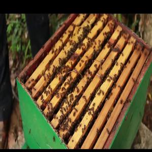  Cherche Acheteur Miel D'eucalyptus Pur - matiere vegetale nous sommes issus d'une famille des apiculteurs traditionnelles,  dans un village situé à 25 km de la ville d'ambositra,  région amoron'i mania. nous cherchons des acheteurs de miel d'eucalyptus pur,  nous pouvons faire des livraisons dans toutes les régions de madagascar,  n