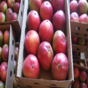  La Bonne Qualité Du Mangue Exporter - fruits et légumes entreprise spécialisée uniquement dans le domaine de l'exportation de mangue du mali au destination finale en prennant toutes les dépenses ( carton,  conditionnement au mali,  dédouanement et autres soif le transport et cela dépend du contrat--veuillez nous contacter