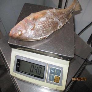  Loup Sauvage Corvinas - poissons  pour la tunisie--1x 40 reefer --corvinas entières congelées--taille 300/500g--cartons de 20 kg (2x10)--prix- usd$ 2, 58 / kg cif tunis 