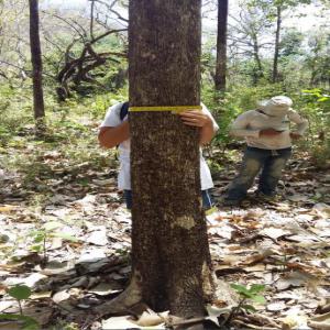  Vente D'une Forêt De Teck 18 Ans Au Costa Rica - mine terrain concession bonjour ,  je suis à la recherche d'acheteurs pour une foret ou juste les arbres de teck âgée de 18 ans et d'une superficie de 3.5 ha situé dans le guanacaste au cosa rica , je reste à votre disposition  pour plus d'informations par mail --les diamètres varient