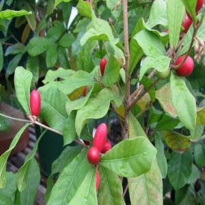  Baie Du Miracle Séchées Bénin - fruits secs et graines grillées bonjour,  --je suis un jeune entrepreneur béninois. je commence la production de baies du miracle déshydratées en mars 2020. --dans ce cadre,  nous recherchons des clients pour notre futures production de baies du miracle déshydratée. nous sommes disposés &agr