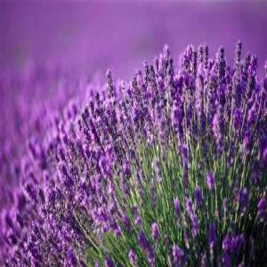  Lavanda Oil - horticulture plante biocarburant grand cultivateur de lavande en românie.--je suiș a la   recherche de client qui veaux acheter oil de lavande, ou lavanda vrac bonn prix.