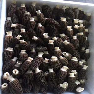  Morilles Fraîches - champignon levure fournisseur de morilles fraîches,  c'est la saison des récoltes de nos morilles fraîches,  tout le monde en a besoin,  contactez-moi.--fournisseur de morilles fraîches,  c'est la saison des récoltes de nos morilles fraîches,  tout le monde en a besoin,  contactez-moi.
