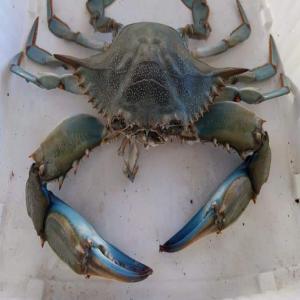  Carbs First Quality - crustacean shell carbs first quality--good price--with sanitary control--air transport--large capacity delivery--welcome
