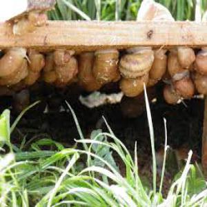  Client Potentiel Acheteur Escargots Snails - animaux vivants bonjour, --je suis en train de monter une ferme élevage escargots plein air (snails farming free-range) et je prospecte des clients potentiels qui seraient intéressés par mes produits (phase étude technique-marché pour orienter l'investissement afin de répond