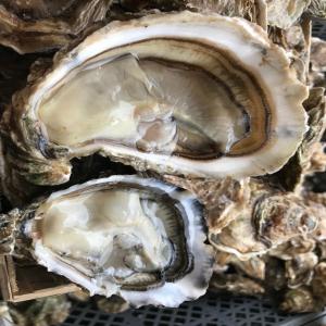  Exportation D'huîtres Fines Et Spéciales, #0 #4 - coquillage crustacé nous exportons des huîtres françaises,  élevées en bretagne,  à arcachon et à hossegor. nous proposons des huîtres de qualité de taille #0 à #4,  fines et spéciales. si vous etes intéressé,  n'hésitez pas à n