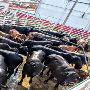  Votre Viande De Boeuf De Qualité Au Bresil. - viandes et oeufs le bresil est assurément le premier producteur de viande dans le monde. notre usine basée dans le sud du bresil a une capacité de production de plus de 800 boeufs par jour,  et suivant les normes internationales en vigueur dans le secteur d'exportation des viandes. réf&eac