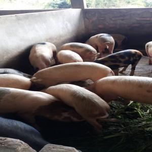 Vente De Porc - animaux vivants bonjour,  mesdames,  messieurs. je suis un entrepreneur est le domaine agroalimentaire.j'ai  ma pme d'environ  cinq employés. j'envisage une extension dans les années à venir. je suis basée à sinfra (cote d'ivoire). je cherche des acheteurs de porcs.