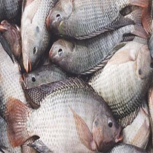  Vente De Poissons Vivant 100% Bio - poissons ivoire biofish,  ardent défenseur d’une alimentation saine et savoureuse,  a sélectionné pour vous des poissons bio de grande qualité. commander dès à présent des poissons 100% bio. nous assurons la livraison express le jour et lieu de votre choix dans 