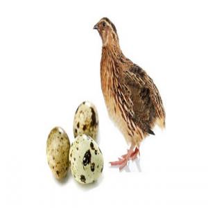  Oeufs Et Viandes De Caille - viandes et oeufs nous produisons et commercialisons les oeufs et la viande de cailles. nous sommes &agrave; la recherche des clients partout dans le monde(grossistes, d&eacute;taillants, particuliers, restaurants, h&ocirc;tels...) (...)