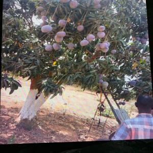  Vente De Terres - mine terrain concession poute un champ de 27.000m2 eau et electricite deja sur place zone habite une belle occasion a saisir pour un investissement rentable --prix de vente 160.000.000 franc cfa--