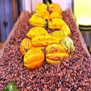  Achat De Cacao Brousse Et D'hévéa Brut - café cacao thé bonjour!----urgent urgent !!!----nous sommes à la recherche de produits agricoles suivant------cacao (brousse)---hévéa----potentiels producteurs,  fournisseurs cette annonce est la vôtre.--prière de nous contacter par le biais de nos coordonnées pour la fourni