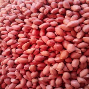  Arachide De Bonne Qualité Disponible - matiere vegetale 10 000 tonnes d'arachides disponibles au cameroun,  pret à partir dès janvier. ----livraison - partout--fob ou cif----minimum - 10 tonnes ----prix attractif
