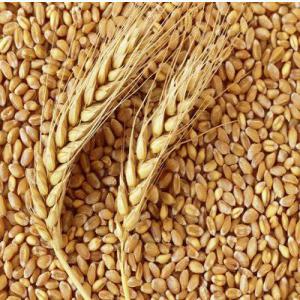 Blé Pour Farine Haute Qualité - céréales nous avons de grandes quantités de stocks de blé au kazakhstan et en russie.  --nous sommes très heureux de recevoir vos précieuses demandes. 