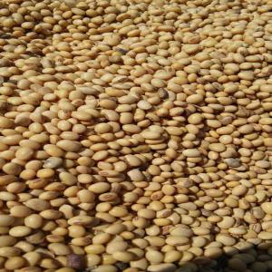  Offre D'arachides, De Sésame Et De Soja - céréales nous fournissons divers produits agricoles originaires d'afrique de l'ouest.--arachnides (sénégal)--sesame ( senegal,  mali,  burkina )--soja ( bénin,  burkina faso,  togo)--veuillez me contacter directement