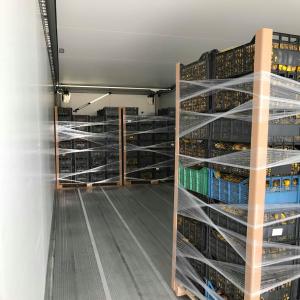  Snails-helix Aspersa-caracoles-lumache - live animals wanna buy snails? we can supply with big quantities of helix aspersa. feel free to contact us for more details