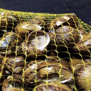  Helix Aspersa Müller - live animals we produce environmentally friendly snails under very clean conditions,  using feed of our own production in our factory which has been operating as health oriented animal feed producer on international market for over 20 years.