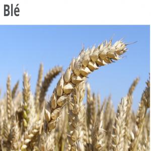  Achat Maïs Et Ble Pour Semence - céréales pour sénégal cherche à acheter  un container de 20 pieds de semence de maïs ( maïs à faire germer) et meme quantité pour la semene de  blé.